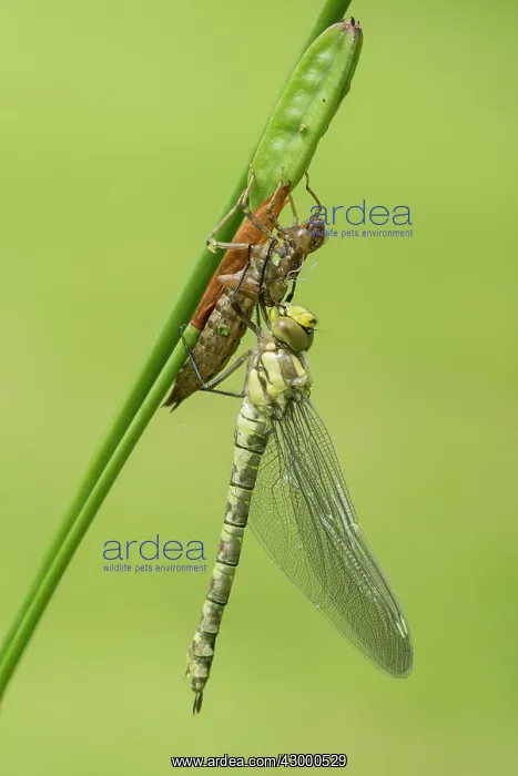 : Southern Hawker. newly emerged with wings fully : Southern Hawker. newly emerged with wings fully