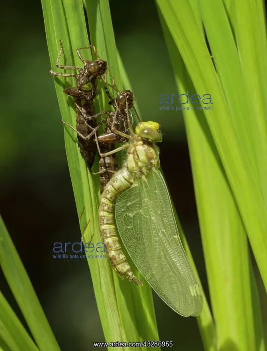  : Southern Hawker - recently emerged - body fluids