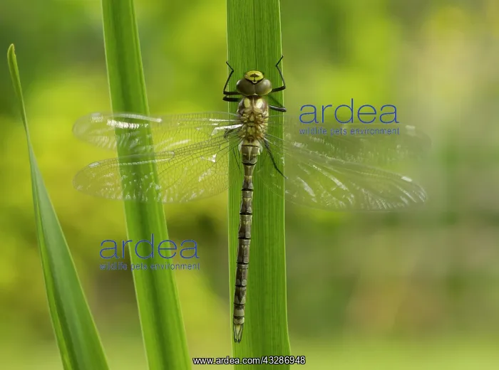 : Southern Hawker - recently emerged from garden pond : Southern Hawker - recently emerged from garden pond