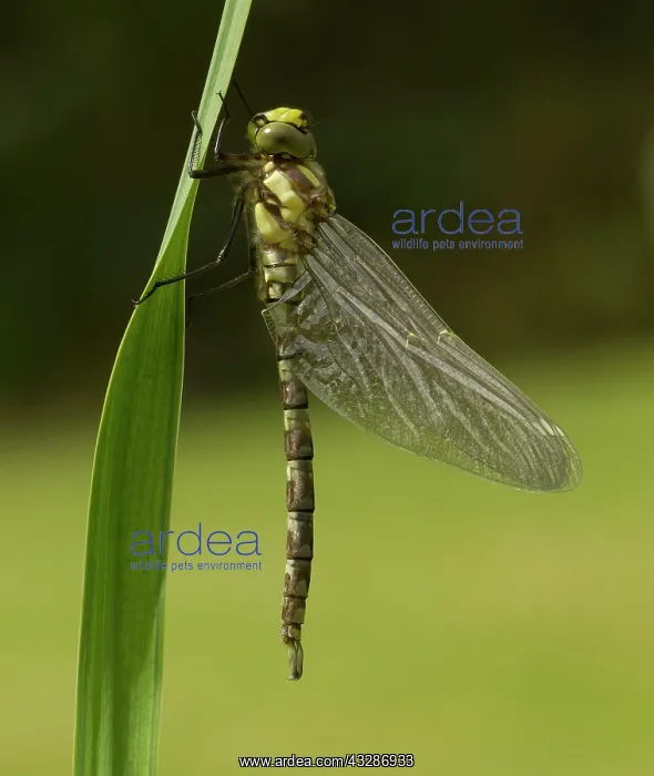 : Southern Hawker - recently emerged - shimmering : Southern Hawker - recently emerged - shimmering