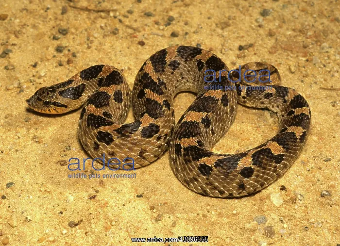 : Southern Hognose Snake : Southern Hognose Snake