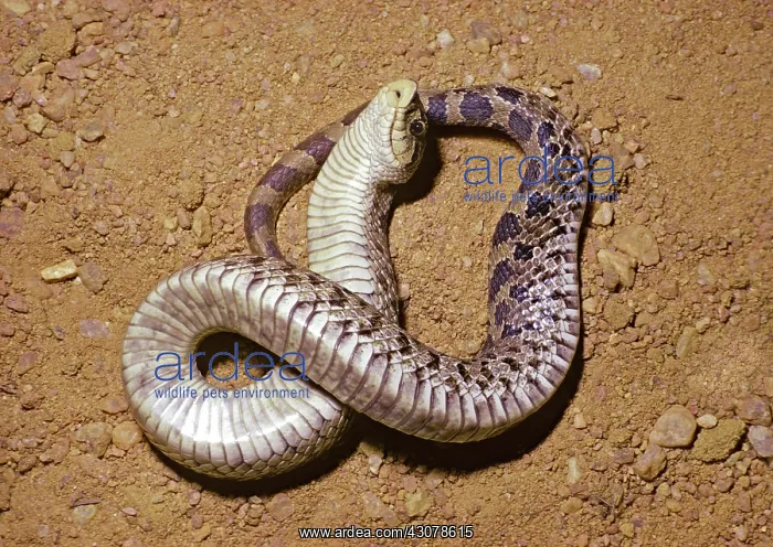 : Southern Hognose Snake Playing Dead : Southern Hognose Snake Playing Dead