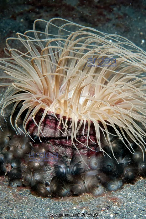 : Southern Horseshoe Worms around base of Tube Anemone : Southern Horseshoe Worms around base of Tube Anemone