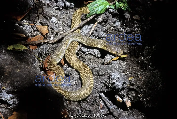 : Southern Indonesian Spitting Cobra : Southern Indonesian Spitting Cobra