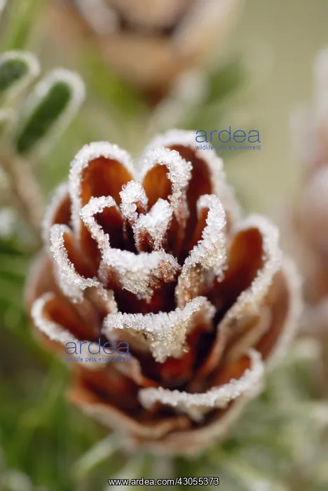 : Southern Japanese hemlock : Southern Japanese hemlock
