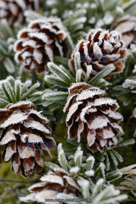 : Southern Japanese hemlock : Southern Japanese hemlock