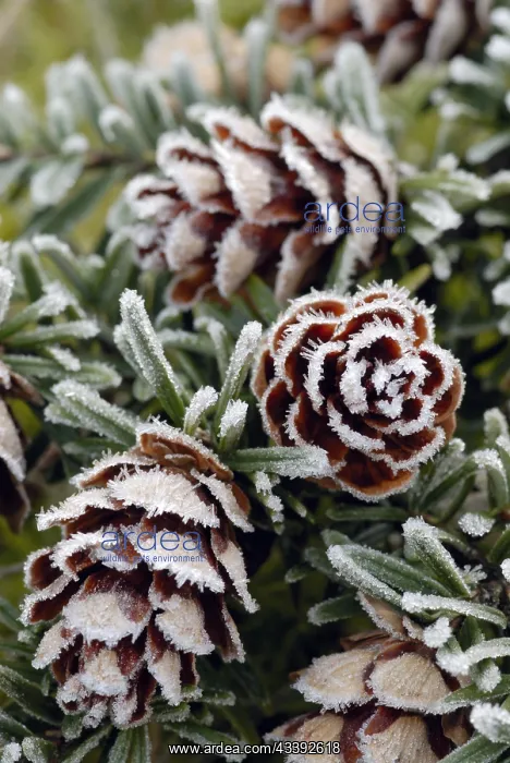 : Southern Japanese hemlock : Southern Japanese hemlock