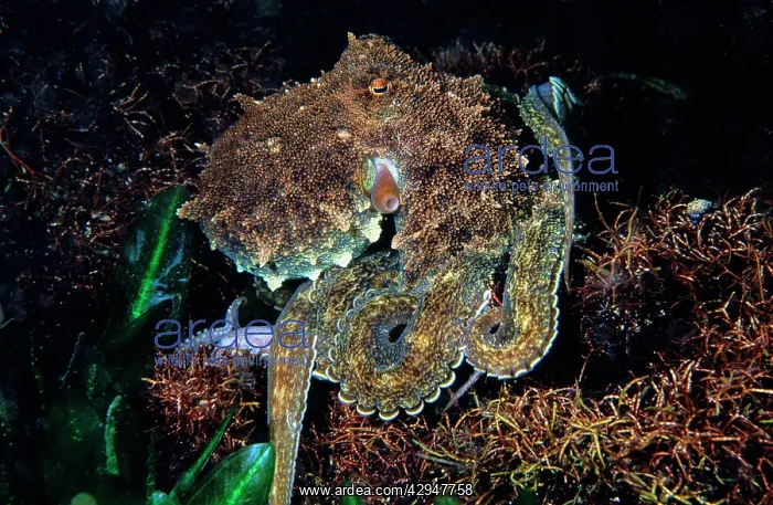 : Southern Keeled Octopu : Southern Keeled Octopu
