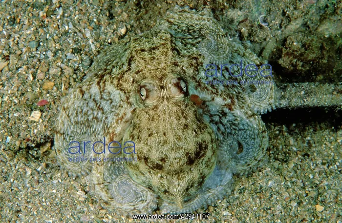  : Southern keeled octopus