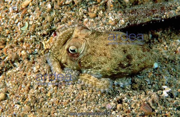 : Southern Keeled Octopus - burying itself in sand : Southern Keeled Octopus - burying itself in sand