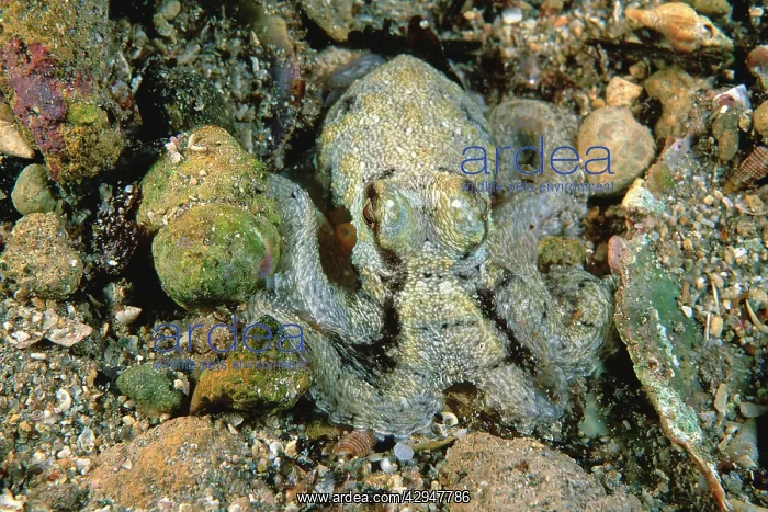 : Southern Keeled Octopus - matching body colour : Southern Keeled Octopus - matching body colour