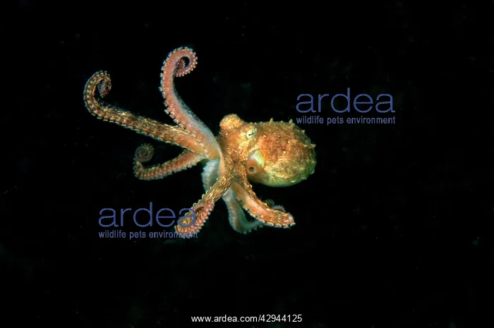 : Southern Keeled Octopus - in midwater : Southern Keeled Octopus - in midwater