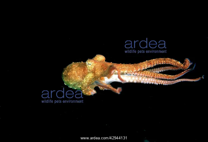 : Southern Keeled Octopus - in midwater : Southern Keeled Octopus - in midwater