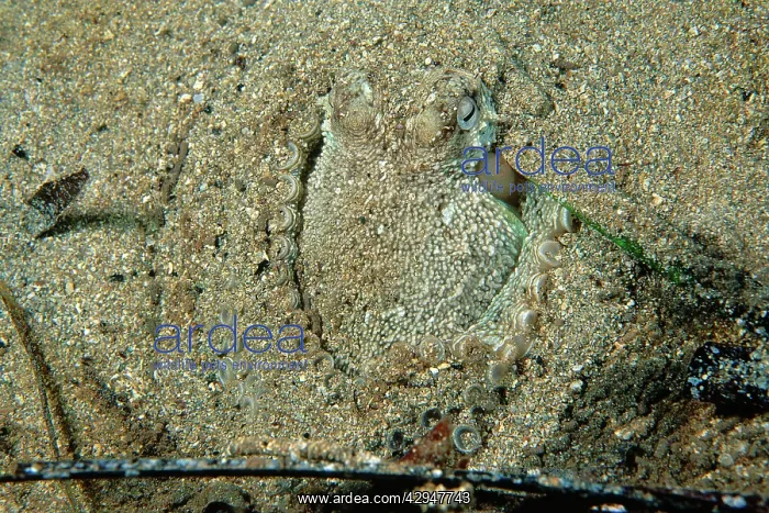 : Southern Keeled Octopus - using its suckers to : Southern Keeled Octopus - using its suckers to