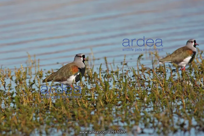 : Southern Lapwing : Southern Lapwing