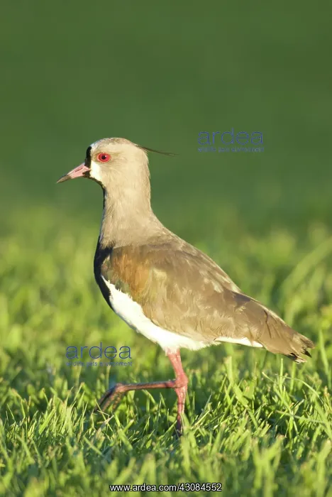 : Southern Lapwing : Southern Lapwing