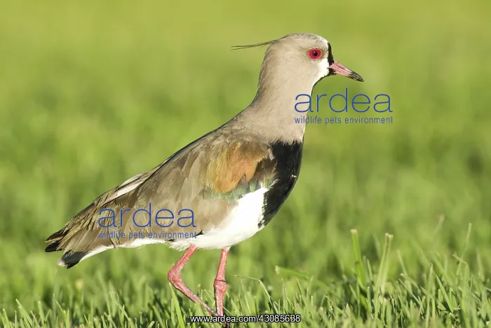 : Southern Lapwing : Southern Lapwing