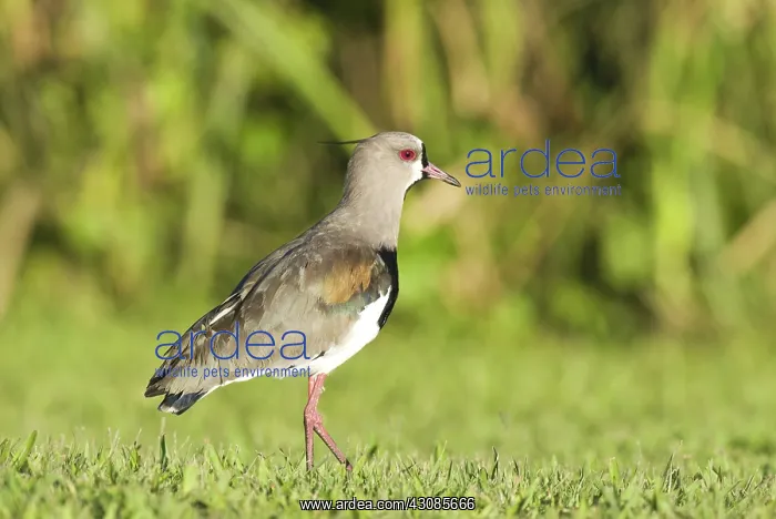 : Southern Lapwing : Southern Lapwing