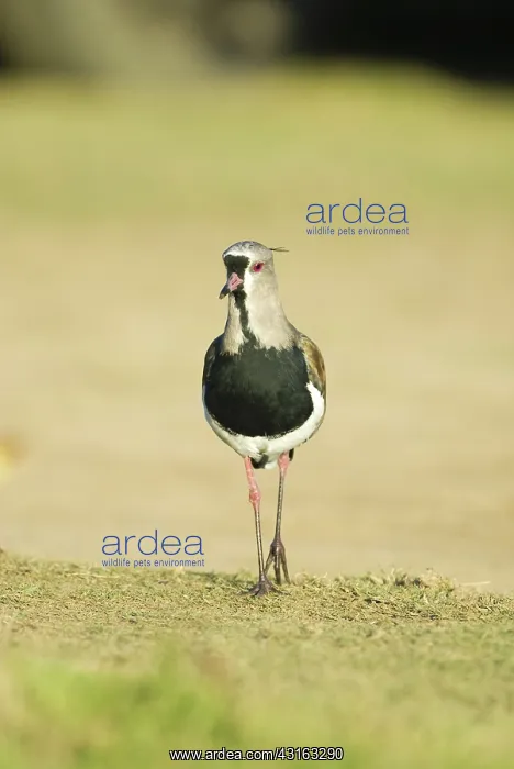 : Southern Lapwing : Southern Lapwing
