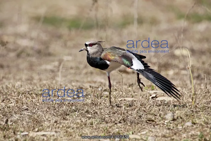 : Southern Lapwing : Southern Lapwing