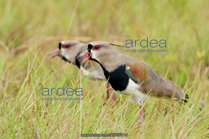 : Southern Lapwing : Southern Lapwing