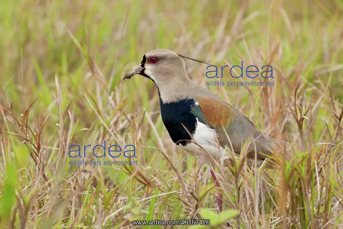  : Southern Lapwing