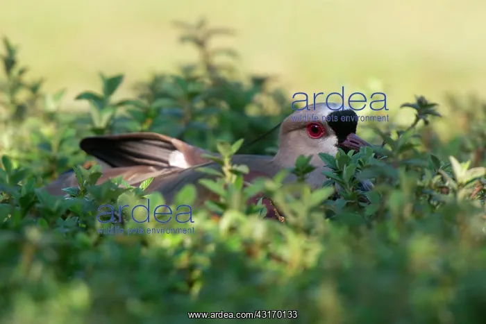 : Southern Lapwing : Southern Lapwing