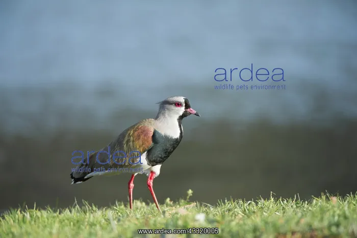 : Southern Lapwing : Southern Lapwing