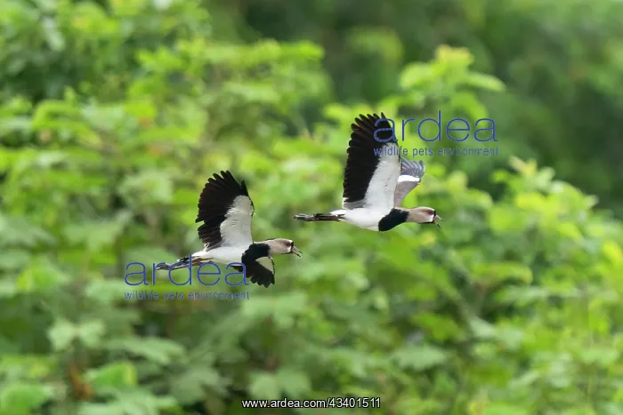 : Southern Lapwing : Southern Lapwing