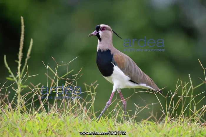 : Southern Lapwing : Southern Lapwing