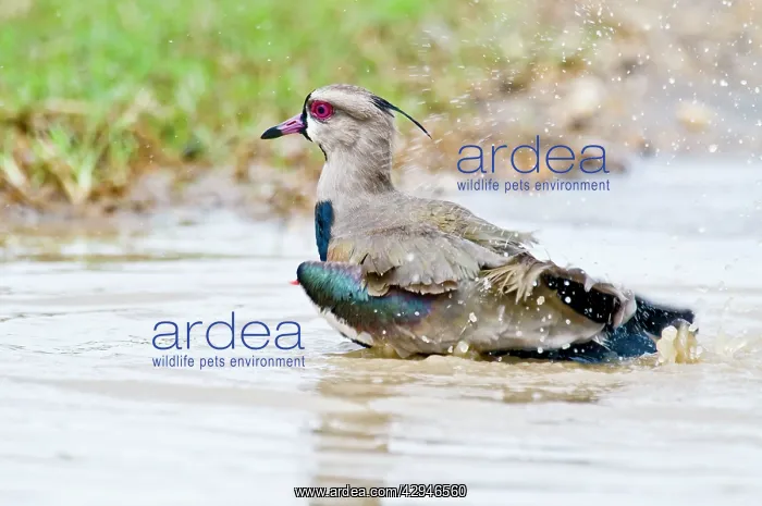 : Southern Lapwing - bathing : Southern Lapwing - bathing