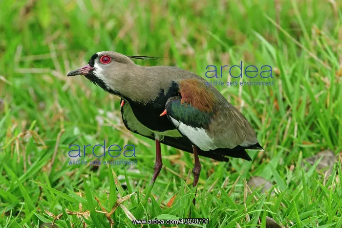 : Southern Lapwing, defending the territory, Pantanal : Southern Lapwing, defending the territory, Pantanal
