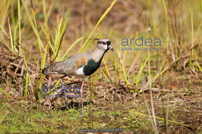 : Southern Lapwing on river bank : Southern Lapwing on river bank
