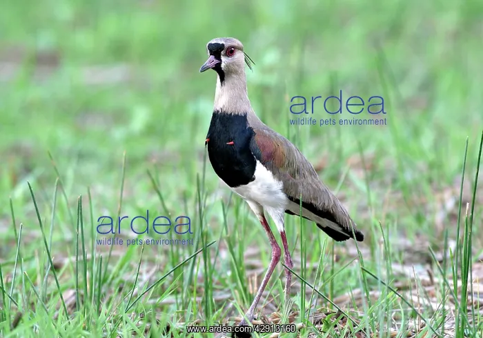 : Southern LAPWING - showing red spurs which are : Southern LAPWING - showing red spurs which are