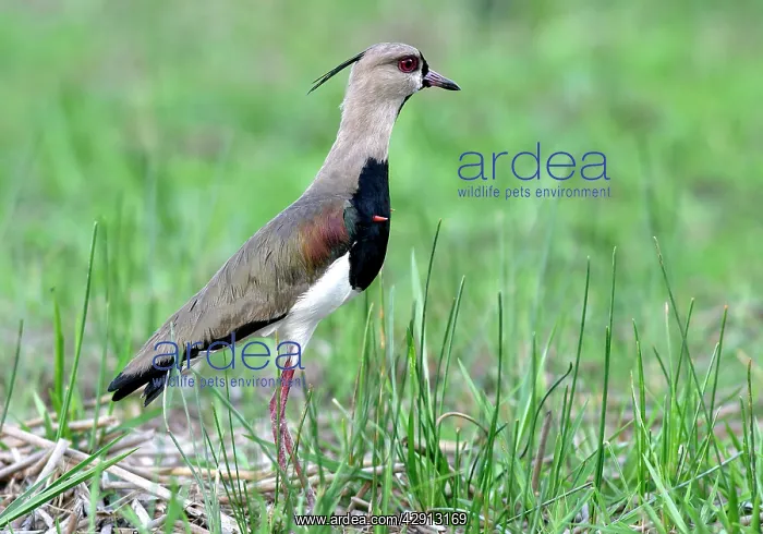 : Southern LAPWING - showing red spurs which are : Southern LAPWING - showing red spurs which are