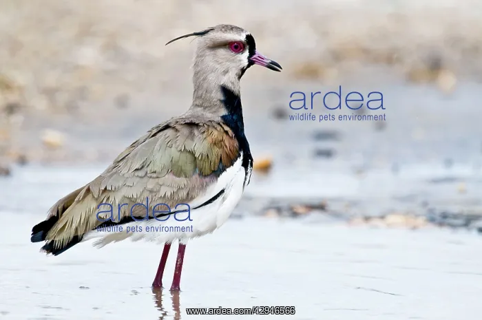 : Southern Lapwing - standing in water : Southern Lapwing - standing in water