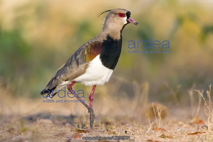 : Southern Lapwing (Vanellus chilensis) walking : Southern Lapwing (Vanellus chilensis) walking