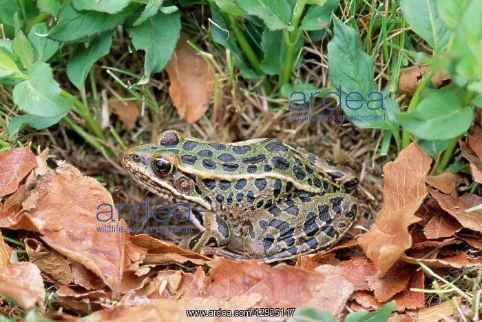 : Southern Leopard FROG : Southern Leopard FROG