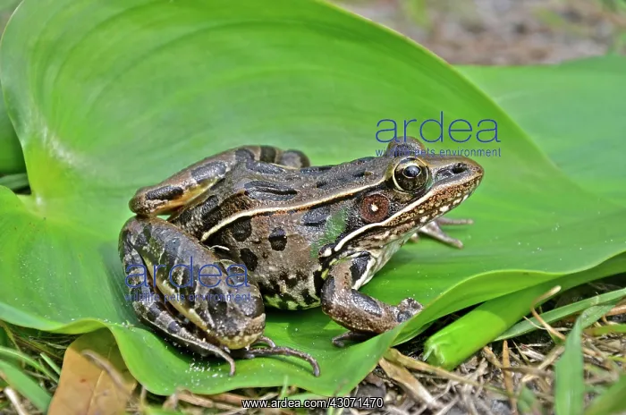 : Southern Leopard Frog : Southern Leopard Frog