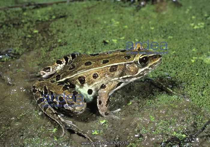 : Southern Leopard Frog : Southern Leopard Frog