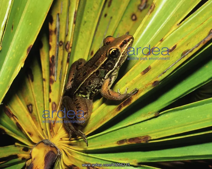  : Southern Leopard Frog