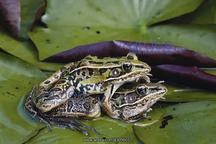: Southern Leopard Frogs : Southern Leopard Frogs
