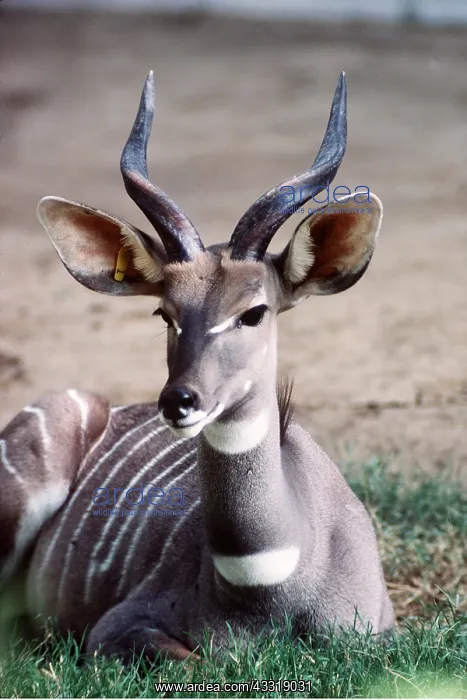 : SOUTHERN LESSER KUDU : SOUTHERN LESSER KUDU