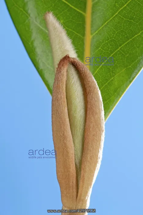 : Southern Magnolia - bud : Southern Magnolia - bud
