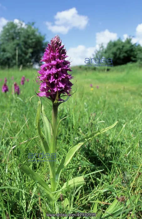 : Southern Marsh Orchid : Southern Marsh Orchid