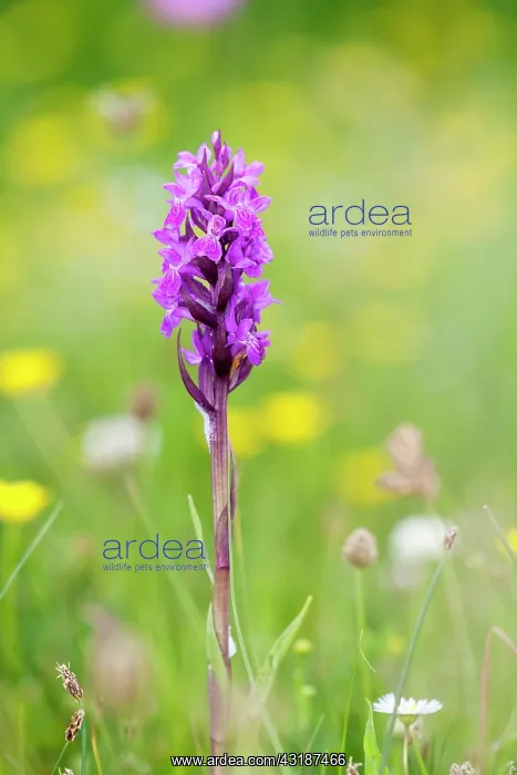 : Southern Marsh-orchid : Southern Marsh-orchid