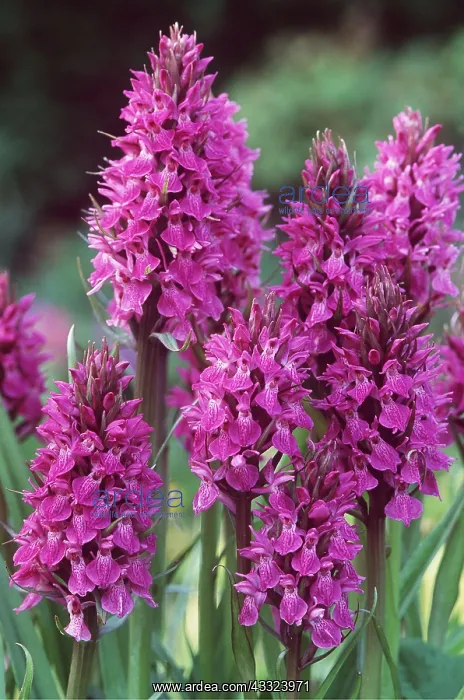 : SOUTHERN MARSH ORCHID : SOUTHERN MARSH ORCHID