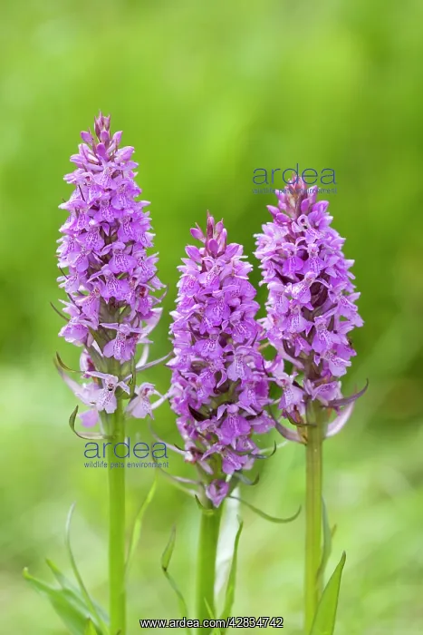 : Southern Marsh Orchid in damp meadow : Southern Marsh Orchid in damp meadow