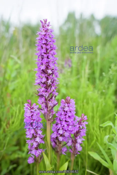 : Southern Marsh Orchid in Norfolk meadow : Southern Marsh Orchid in Norfolk meadow