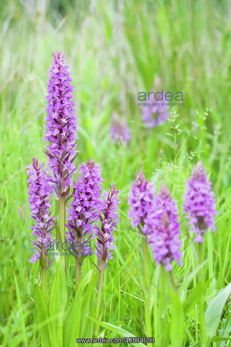 : Southern Marsh Orchid in Norfolk meadow : Southern Marsh Orchid in Norfolk meadow